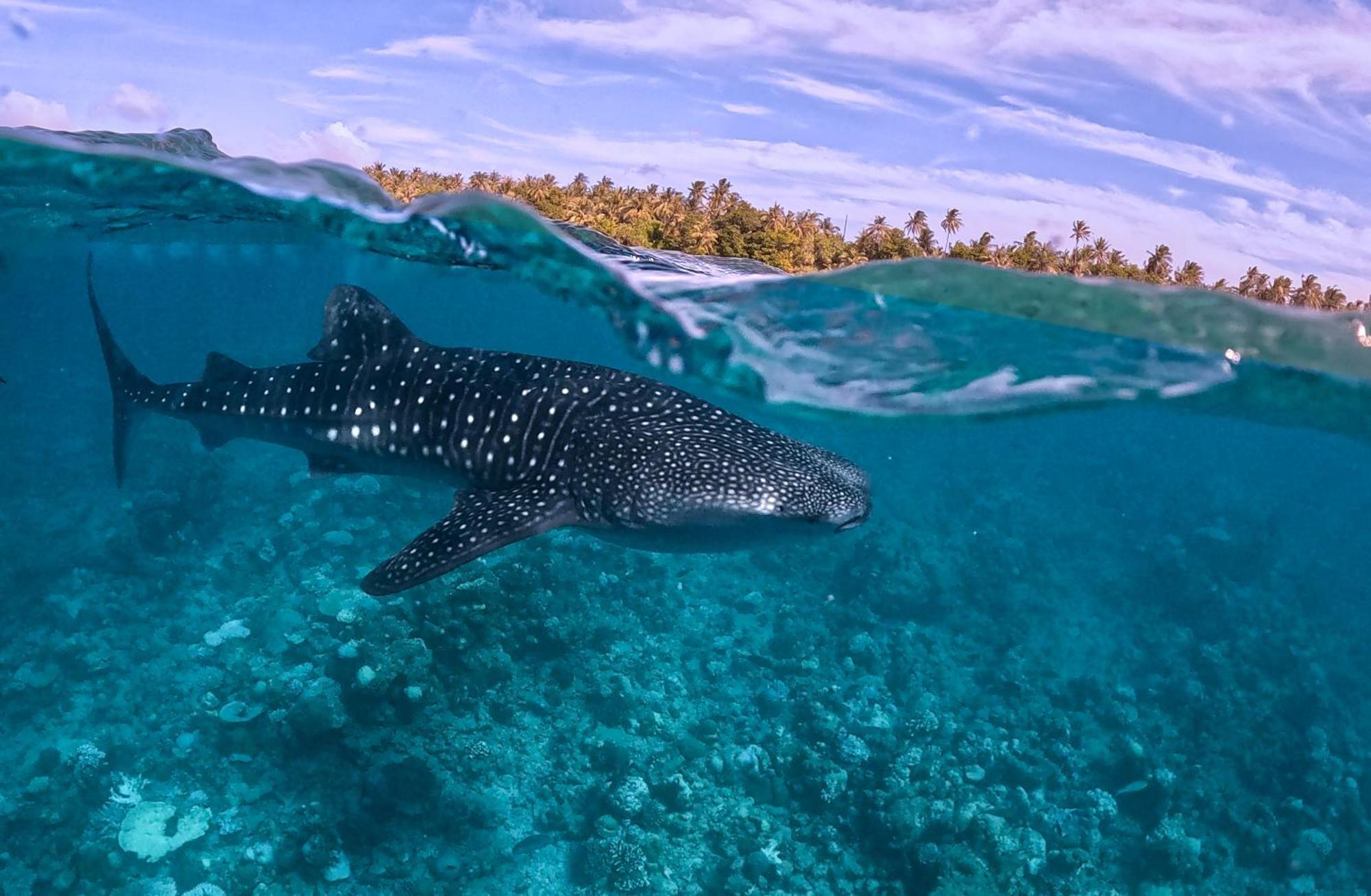 Sands Grand Dhigurah  Dış mekan fotoğraf